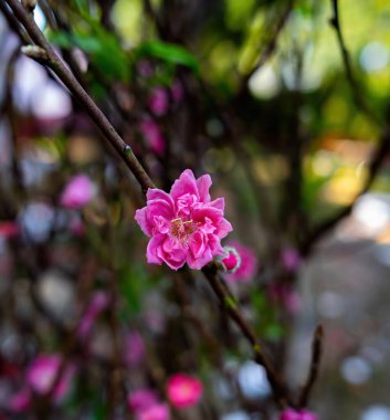 Tet Festivali, Vietnam Ay Yılı 'ndan önce küçük bir köyde renkli pembe çiçekler açar. Tet tatili için bulanık arka planda şeftali dalları ve Vietnam yemekleriyle kiraz çiçeklerinin görüntüsü.