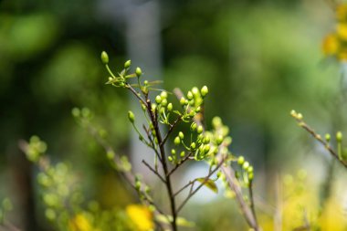Hoa Mai ağacı (Ochna Integerrima) çiçeği, Vietnam 'da geleneksel ay yeni yılı (Tet bayramı). Kayısı, bahar bahçesinde parlak sarı çiçekler açar. Seçici odak.