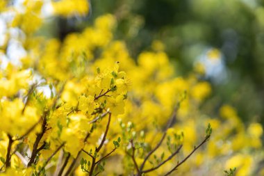 Hoa Mai ağacı (Ochna Integerrima) çiçeği, Vietnam 'da geleneksel ay yeni yılı (Tet bayramı). Kayısı, bahar bahçesinde parlak sarı çiçekler açar. Seçici odak.