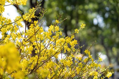 Hoa Mai ağacı (Ochna Integerrima) çiçeği, Vietnam 'da geleneksel ay yeni yılı (Tet bayramı). Kayısı, bahar bahçesinde parlak sarı çiçekler açar. Seçici odak.