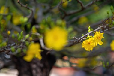 Hoa Mai ağacı (Ochna Integerrima) çiçeği, Vietnam 'da geleneksel ay yeni yılı (Tet bayramı). Kayısı, bahar bahçesinde parlak sarı çiçekler açar. Seçici odak.