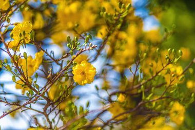 Hoa Mai ağacı (Ochna Integerrima) çiçeği, Vietnam 'da geleneksel ay yeni yılı (Tet bayramı). Kayısı, bahar bahçesinde parlak sarı çiçekler açar. Seçici odak.