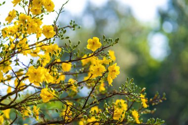 Hoa Mai ağacı (Ochna Integerrima) çiçeği, Vietnam 'da geleneksel ay yeni yılı (Tet bayramı). Kayısı, bahar bahçesinde parlak sarı çiçekler açar. Seçici odak.