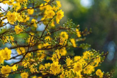 Hoa Mai ağacı (Ochna Integerrima) çiçeği, Vietnam 'da geleneksel ay yeni yılı (Tet bayramı). Kayısı, bahar bahçesinde parlak sarı çiçekler açar. Seçici odak.