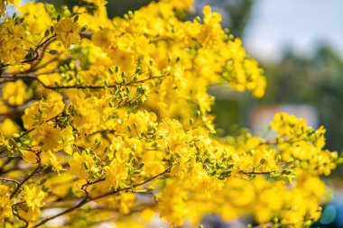 Hoa Mai ağacı (Ochna Integerrima) çiçeği, Vietnam 'da geleneksel ay yeni yılı (Tet bayramı). Kayısı, bahar bahçesinde parlak sarı çiçekler açar. Seçici odak.