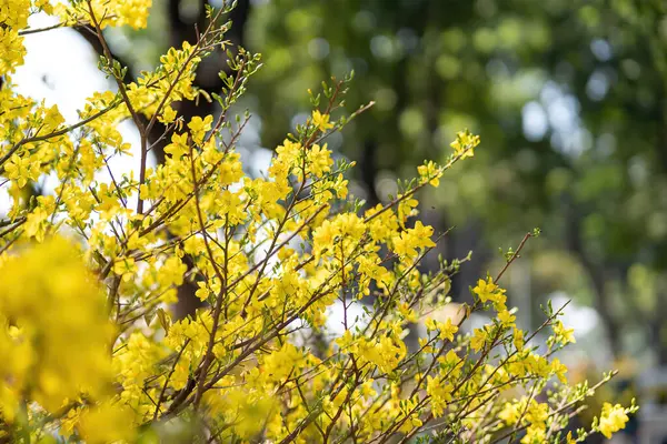 Hoa Mai ağacı (Ochna Integerrima) çiçeği, Vietnam 'da geleneksel ay yeni yılı (Tet bayramı). Kayısı, bahar bahçesinde parlak sarı çiçekler açar. Seçici odak.