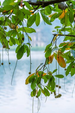 Hoan Kiem Gölü (Ho Guom) ya da Sword Gölü sabah sisli havada Hanoi 'nin merkezinde. Hoan Kiem Gölü Hanoi 'de ünlü bir turistik yerdir. Seyahat ve manzara konsepti. Seçici odak.