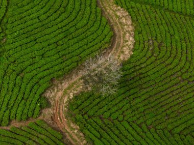 Sabahleyin, Da Lat şehri, Cau Dat, Lam Dong 'da güzel bir manzara. Çay tepesinde rüzgar enerjisi, çayın yamacında sabah manzarası güzel vadinin altındaki sisli dağlarda ekilmiş.