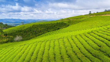 Sabahleyin, Da Lat şehri, Cau Dat, Lam Dong 'da güzel bir manzara. Çay tepesinde rüzgar enerjisi, çayın yamacında sabah manzarası güzel vadinin altındaki sisli dağlarda ekilmiş.