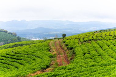 Sabahleyin, Da Lat şehri, Cau Dat, Lam Dong 'da güzel bir manzara. Çay tepesinde rüzgar enerjisi, çayın yamacında sabah manzarası güzel vadinin altındaki sisli dağlarda ekilmiş.