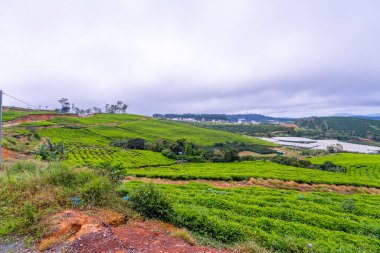 Sabahleyin, Da Lat şehri, Cau Dat, Lam Dong 'da güzel bir manzara. Çay tepesinde rüzgar enerjisi, çayın yamacında sabah manzarası güzel vadinin altındaki sisli dağlarda ekilmiş.