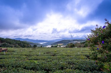 Sabahleyin, Da Lat şehri, Cau Dat, Lam Dong 'da güzel bir manzara. Çay tepesinde rüzgar enerjisi, çayın yamacında sabah manzarası güzel vadinin altındaki sisli dağlarda ekilmiş.