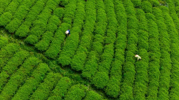 Vista Dos Trabalhadores Campo Verde Colhendo Culturas Chá Cau Dat — Fotografia de Stock
