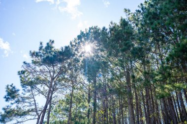 Ta Nang - Phan Gübre yolu, Song Mao Doğa Rezervi 'ndeki çim tepeleri ve ormanlar arasında dönüm noktası. Gençler için yeni varış noktası Vietnam' da gezintiyi sevmek.