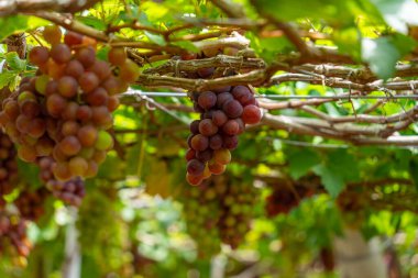Kırmızı ve yeşil üzüm bağları sabahın erken saatlerinde dolgun üzümlerle dolu kırmızı şarap besin içeceği bekliyor ve Vietnam 'ın Ninh Thuan eyaletinde seviliyorlar. Yiyecek ve içecek konsepti.