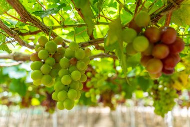 Kırmızı ve yeşil üzüm bağları sabahın erken saatlerinde dolgun üzümlerle dolu kırmızı şarap besin içeceği bekliyor ve Vietnam 'ın Ninh Thuan eyaletinde seviliyorlar. Yiyecek ve içecek konsepti.