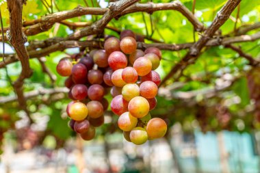Kırmızı ve yeşil üzüm bağları sabahın erken saatlerinde dolgun üzümlerle dolu kırmızı şarap besin içeceği bekliyor ve Vietnam 'ın Ninh Thuan eyaletinde seviliyorlar. Yiyecek ve içecek konsepti.