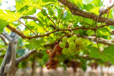 Kırmızı ve yeşil üzüm bağları sabahın erken saatlerinde dolgun üzümlerle dolu kırmızı şarap besin içeceği bekliyor ve Vietnam 'ın Ninh Thuan eyaletinde seviliyorlar. Yiyecek ve içecek konsepti.