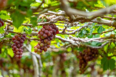 Kırmızı ve yeşil üzüm bağları sabahın erken saatlerinde dolgun üzümlerle dolu kırmızı şarap besin içeceği bekliyor ve Vietnam 'ın Ninh Thuan eyaletinde seviliyorlar. Yiyecek ve içecek konsepti.