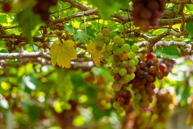 Kırmızı ve yeşil üzüm bağları sabahın erken saatlerinde dolgun üzümlerle dolu kırmızı şarap besin içeceği bekliyor ve Vietnam 'ın Ninh Thuan eyaletinde seviliyorlar. Yiyecek ve içecek konsepti.