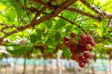 Kırmızı ve yeşil üzüm bağları sabahın erken saatlerinde dolgun üzümlerle dolu kırmızı şarap besin içeceği bekliyor ve Vietnam 'ın Ninh Thuan eyaletinde seviliyorlar. Yiyecek ve içecek konsepti.
