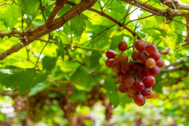 Kırmızı ve yeşil üzüm bağları sabahın erken saatlerinde dolgun üzümlerle dolu kırmızı şarap besin içeceği bekliyor ve Vietnam 'ın Ninh Thuan eyaletinde seviliyorlar. Yiyecek ve içecek konsepti.