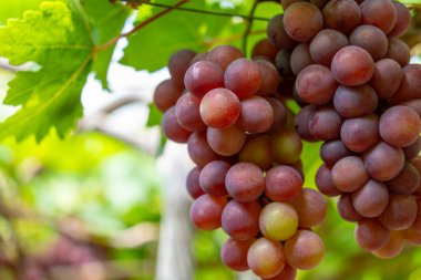 Kırmızı ve yeşil üzüm bağları sabahın erken saatlerinde dolgun üzümlerle dolu kırmızı şarap besin içeceği bekliyor ve Vietnam 'ın Ninh Thuan eyaletinde seviliyorlar. Yiyecek ve içecek konsepti.