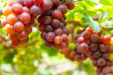 Kırmızı ve yeşil üzüm bağları sabahın erken saatlerinde dolgun üzümlerle dolu kırmızı şarap besin içeceği bekliyor ve Vietnam 'ın Ninh Thuan eyaletinde seviliyorlar. Yiyecek ve içecek konsepti.