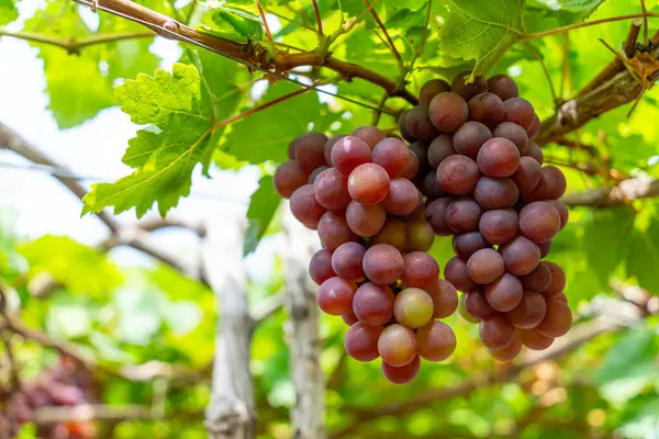 Roter Und Grüner Weinberg Der Frühen Sonne Mit Prall Gefüllten Stockfoto