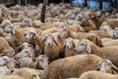 Vietnam 'ın Ninh Thuan eyaletinde çölde koyun sürüsü. Seyahat ve tarım kavramı