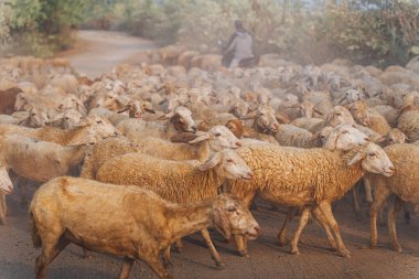 Vietnam 'ın Ninh Thuan eyaletinde çölde koyun sürüsü. Seyahat ve tarım kavramı