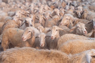 Vietnam 'ın Ninh Thuan eyaletinde çölde koyun sürüsü. Seyahat ve tarım kavramı