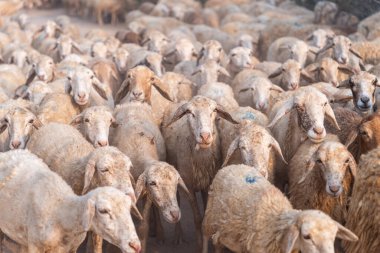 Vietnam 'ın Ninh Thuan eyaletinde çölde koyun sürüsü. Seyahat ve tarım kavramı