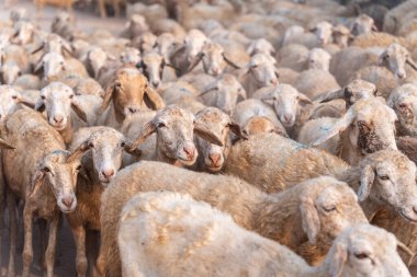 Vietnam 'ın Ninh Thuan eyaletinde çölde koyun sürüsü. Seyahat ve tarım kavramı