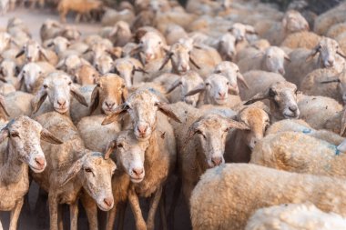 Vietnam 'ın Ninh Thuan eyaletinde çölde koyun sürüsü. Seyahat ve tarım kavramı