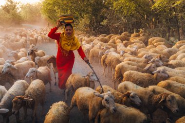 Ninh Thuan Eyaleti, Vietnam 'daki dağlarda bir gün boyunca beslendikten sonra günbatımında ahıra dönen yerli bir kadın ve büyük bir koyun sürüsü. Seyahat ve tarım kavramı.