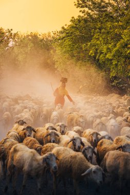 Ninh Thuan Eyaleti, Vietnam 'daki dağlarda bir gün boyunca beslendikten sonra günbatımında ahıra dönen yerli bir kadın ve büyük bir koyun sürüsü. Seyahat ve tarım kavramı.