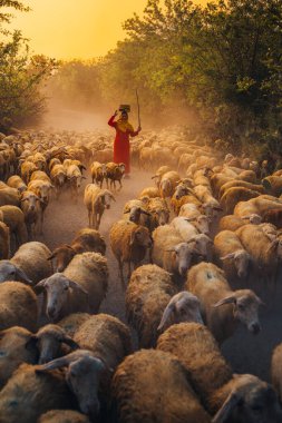 Ninh Thuan Eyaleti, Vietnam 'daki dağlarda bir gün boyunca beslendikten sonra günbatımında ahıra dönen yerli bir kadın ve büyük bir koyun sürüsü. Seyahat ve tarım kavramı.