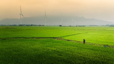 Türbin yeşil enerji elektriği, elektrik üretimi için yel değirmeni, Phan Rang, Ninh Thuan, Vietnam 'da pirinç tarlasında elektrik üreten rüzgar türbinleri. Temiz enerji kavramı.