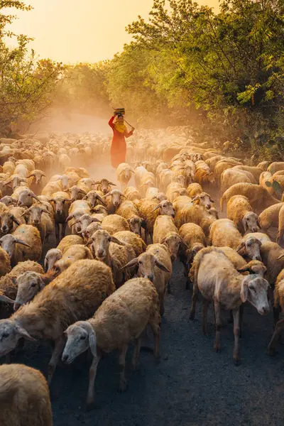 Ninh Thuan Eyaleti, Vietnam 'daki dağlarda bir gün boyunca beslendikten sonra günbatımında ahıra dönen yerli bir kadın ve büyük bir koyun sürüsü. Seyahat ve tarım kavramı.