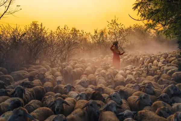 Ninh Thuan Eyaleti, Vietnam 'daki dağlarda bir gün boyunca beslendikten sonra günbatımında ahıra dönen yerli bir kadın ve büyük bir koyun sürüsü. Seyahat ve tarım kavramı.