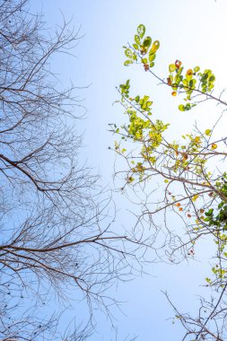 İkiyüzlülük kavramı. Bir tarafta ölü ağaç, diğer tarafta yaşayan ağaç. Gökyüzü arkaplanında izole.