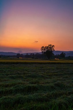 Phu Yen, Vietnam 'daki pirinç tarlası manzarası. Vietnam 'da Mekong ve Kızıl Nehir deltalarında pirinç üretimi gıda tedariği açısından önemlidir. Seyahat ve manzara konsepti