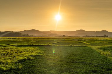 Phu Yen, Vietnam 'daki pirinç tarlası manzarası. Vietnam 'da Mekong ve Kızıl Nehir deltalarında pirinç üretimi gıda tedariği açısından önemlidir. Seyahat ve manzara konsepti