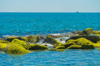 Ro köyündeki yeşil yosun plajı, Tuy Hoa şehri, Phu Yen bölgesi, Vietnam. Seyahat ve manzara konsepti.