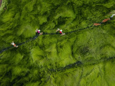 Bir çiftçi ailesinin görünüşü, hasırlar ve Vietnam 'da geleneksel eşyalar dokumak için hammadde olan çimenleri hasat ediyor. Seyahat ve manzara konsepti