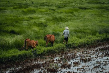 Bir çiftçi ailesinin görünüşü, hasırlar ve Vietnam 'da geleneksel eşyalar dokumak için hammadde olan çimenleri hasat ediyor. Seyahat ve manzara konsepti