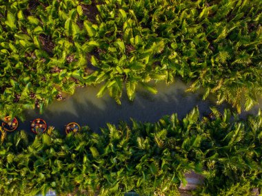 Hindistan cevizi köyü sepet tekne turunun havadan görüntüsü. Hoi 'deki Palms Ormanı. Eski bir kasaba, Cam Thanh, Vietnam. Turistler Thu Bon nehrinde gezip eğleniyorlar. Seyahat ve manzara konsepti