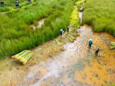 view of farmers harvest Lepironia articulata, Vietnamese name is Co bang. It is harvested by people in the Mekong Delta to make handicraft products. clipart