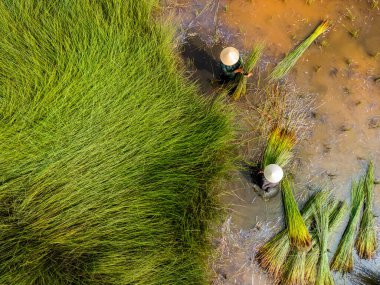 Çiftçilerin Lepironia Articulata 'yı hasat edişinin görüntüsü, Vietnamca adı Co Bang. Mekong Deltası 'ndaki insanlar tarafından el işi ürünleri yapmak için toplandı..